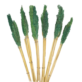 6x Bouquet d\'Herbes Séchées du Cantal - Sarcelle